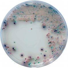 CHROMagar™法国科玛嘉念珠菌显色培养基 