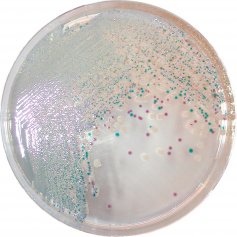 CHROMagar™法国科玛嘉弧菌显色培养基