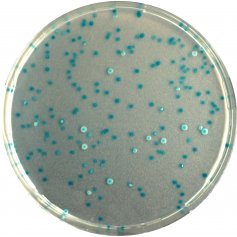 CHROMagar™法国科玛嘉大肠杆菌显色培养基