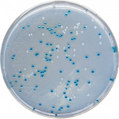 法国科玛嘉阪崎肠杆菌(克洛诺杆菌属)显色培养基
