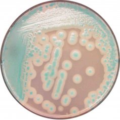 CHROMagar™法国科玛嘉蜡样芽孢杆菌显色培养基 