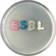 CHROMagar™法国科玛嘉ESBL显色培养基